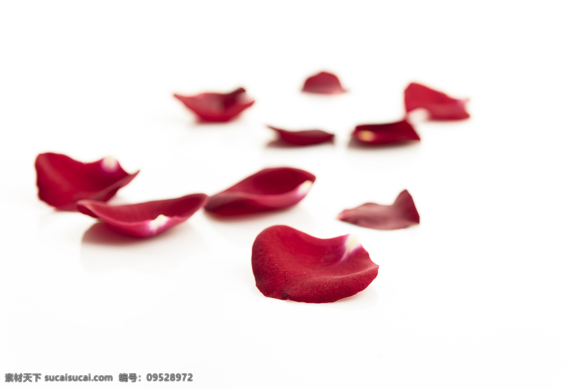 片 暗红色 花瓣 特写 高清 大图 鲜花 红色 近景 白色