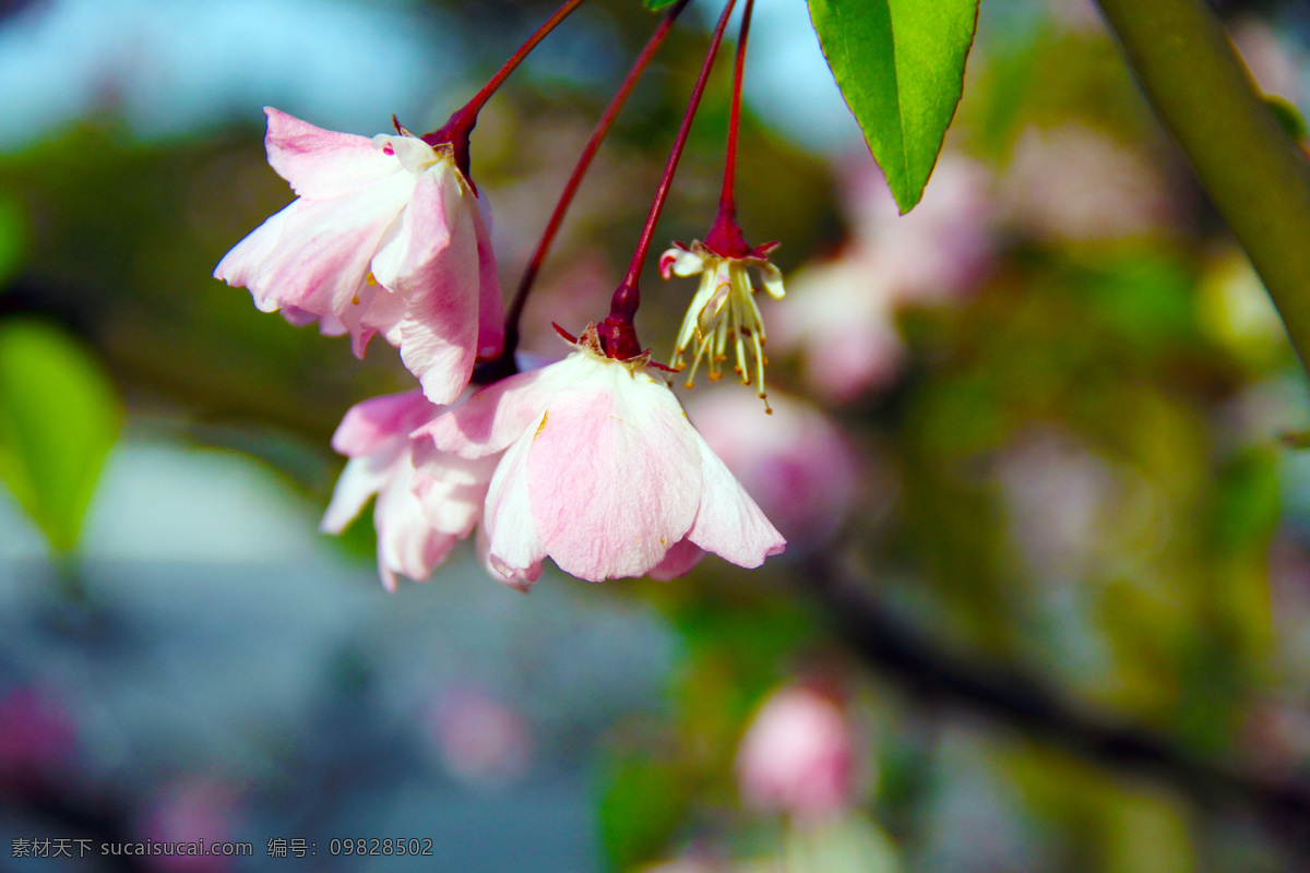 樱花 春天 风景 花草 生物世界 踏青 校园 psd源文件