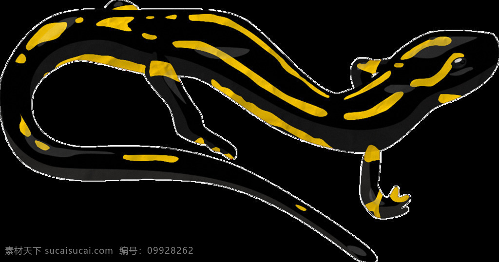 漂亮 黑色 黄斑 蜥蜴 免 抠 透明 爬行动物图片 石龙子 四脚蛇 蜥蜴照片