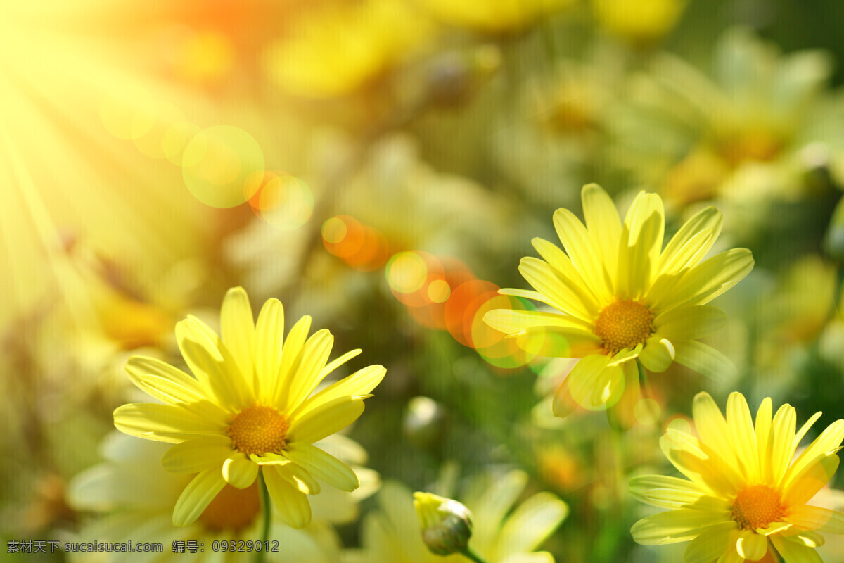 梦幻 鲜花 背景 花朵 黄色花 阳光 光斑 梦幻背景 花草树木 生物世界