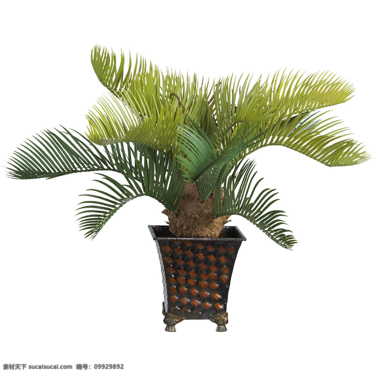 室内盆栽 人造盆栽 盆栽 室内植物 花草 植物 绿色 生物世界