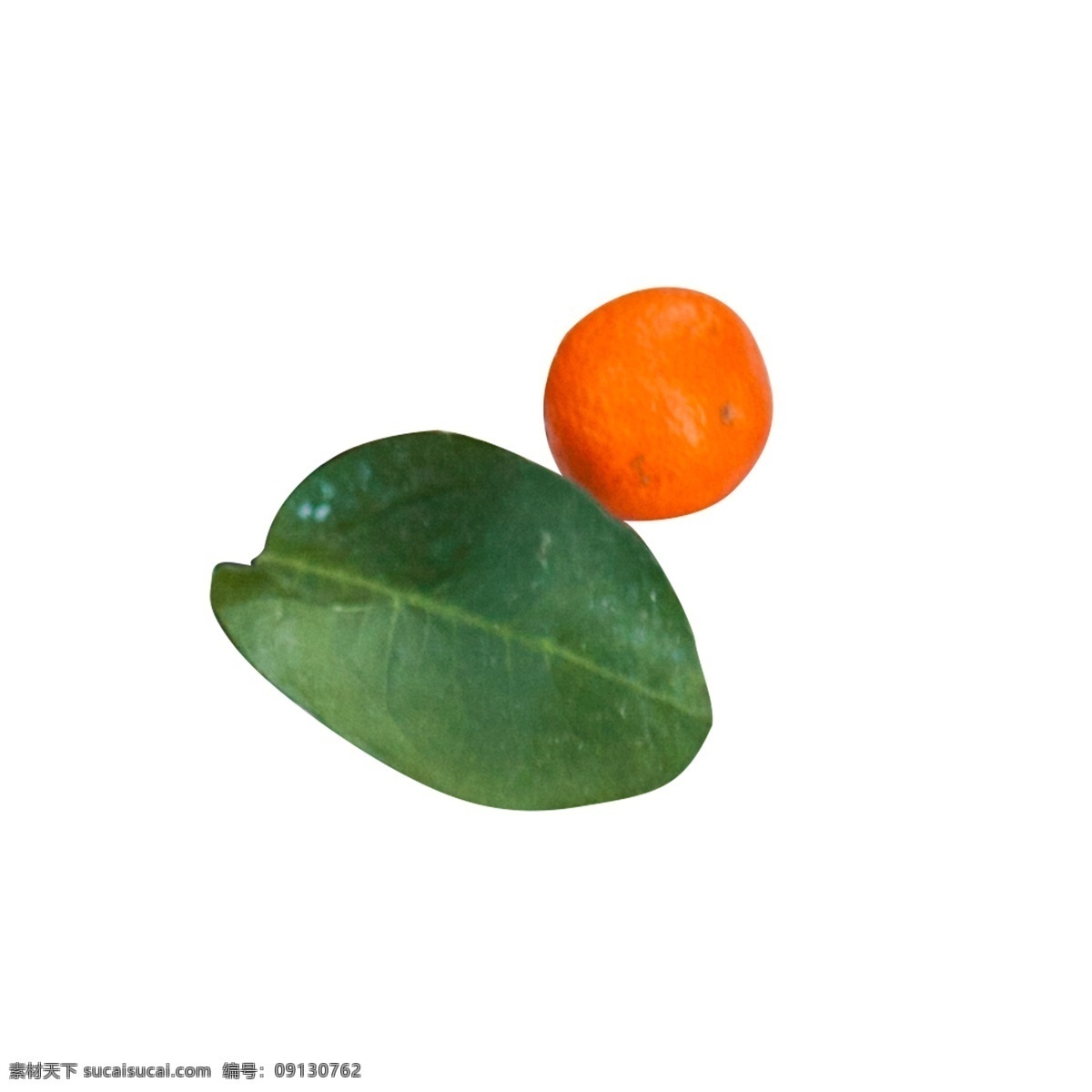 绿色植物 叶子 水果 元素 绿色 植物 保护 环境 景色 橘子 味道 吃的 圆润 热带水果 果实 光泽 真实
