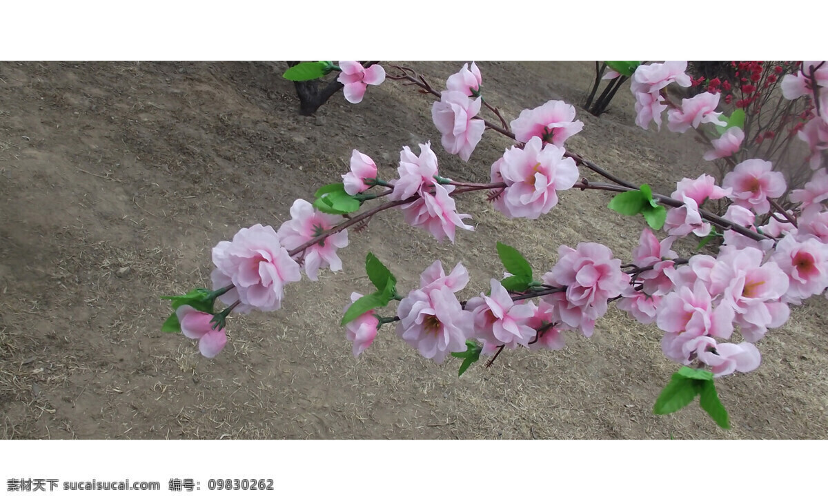 粉红色 花朵 春天 风景 花草 花开 花园 绿色 生物世界 粉红色花朵 psd源文件