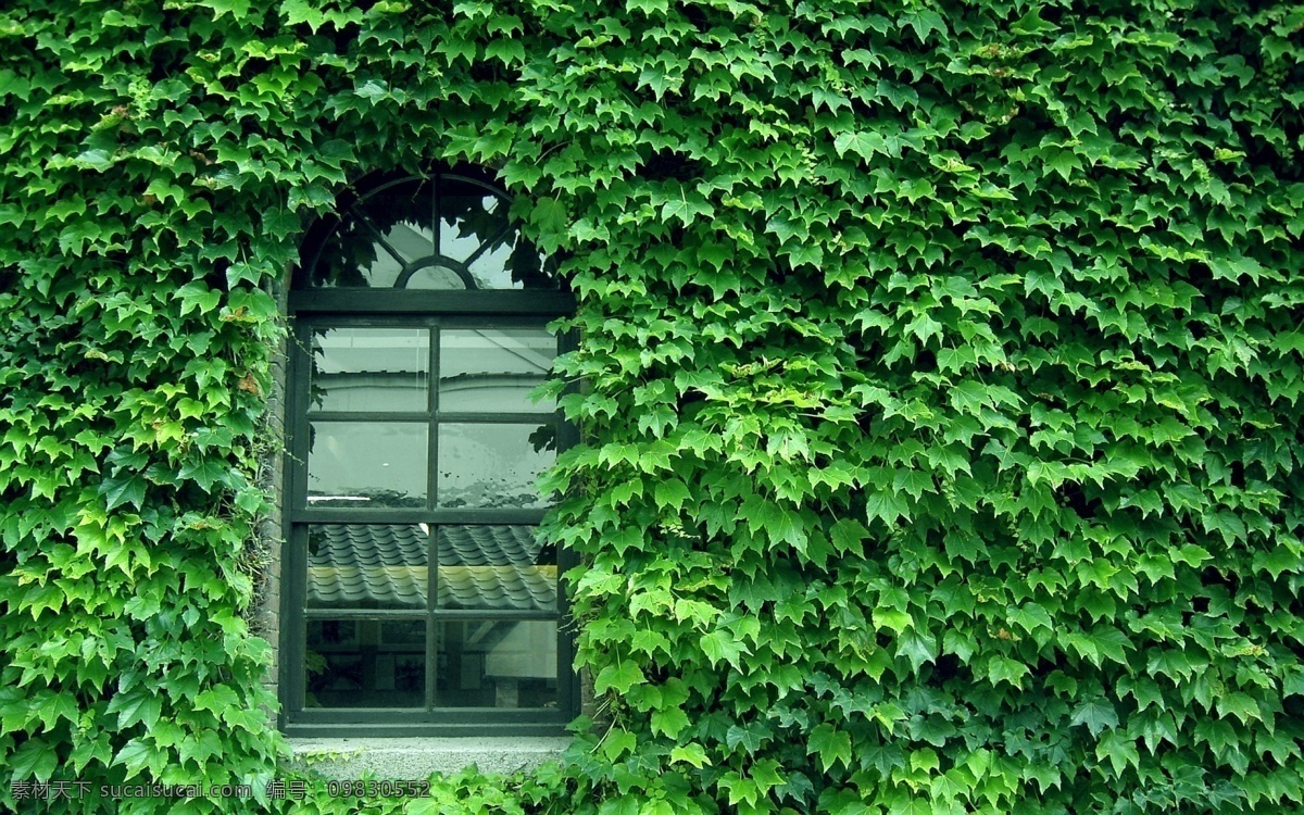窗外的爬山虎 唯美 风景 风光 窗外 爬山虎 生物世界 其他生物