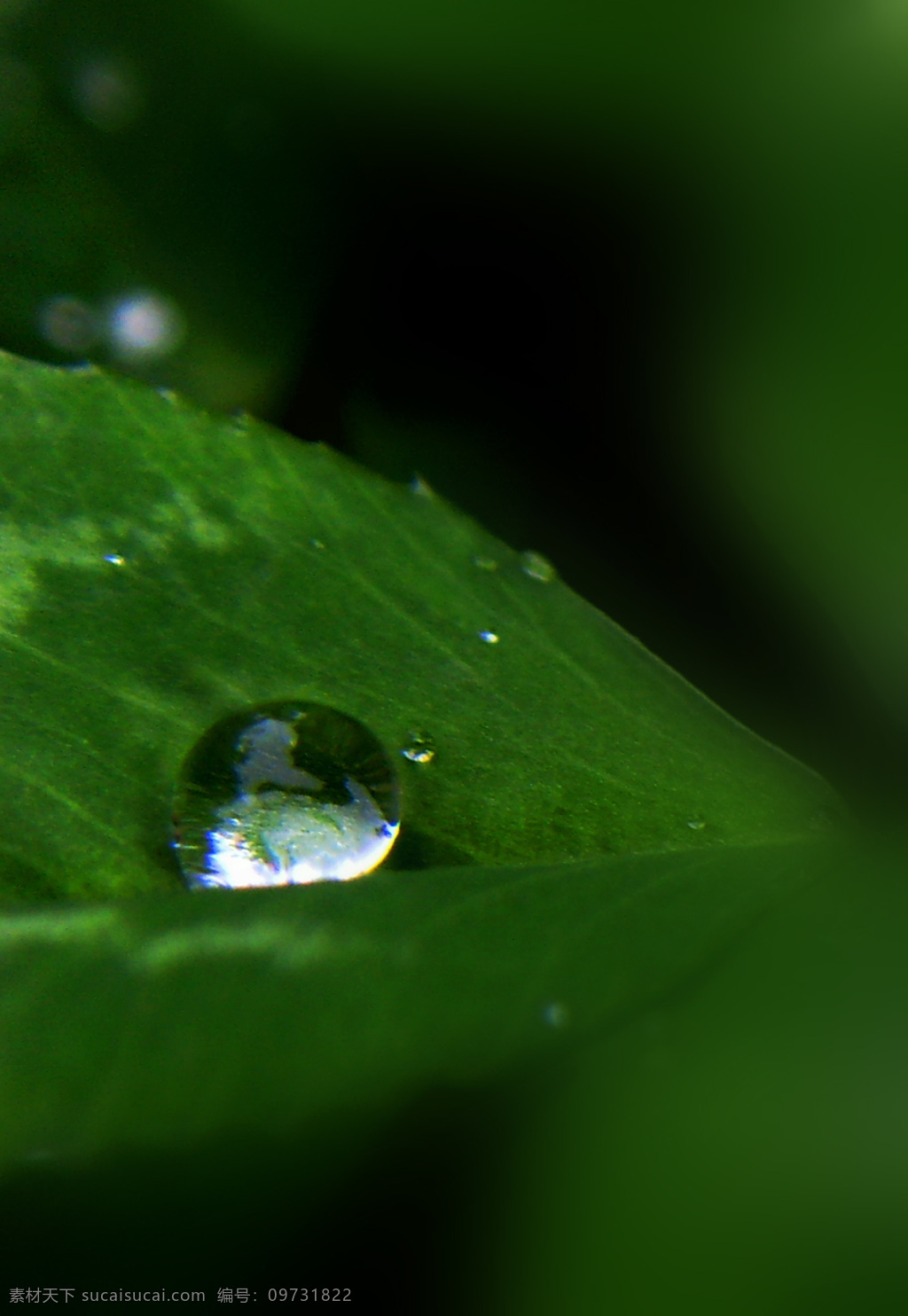 原创 摄影作品 绿叶 春雨 春风 绿色 雨滴 作品 风景 生活 旅游餐饮