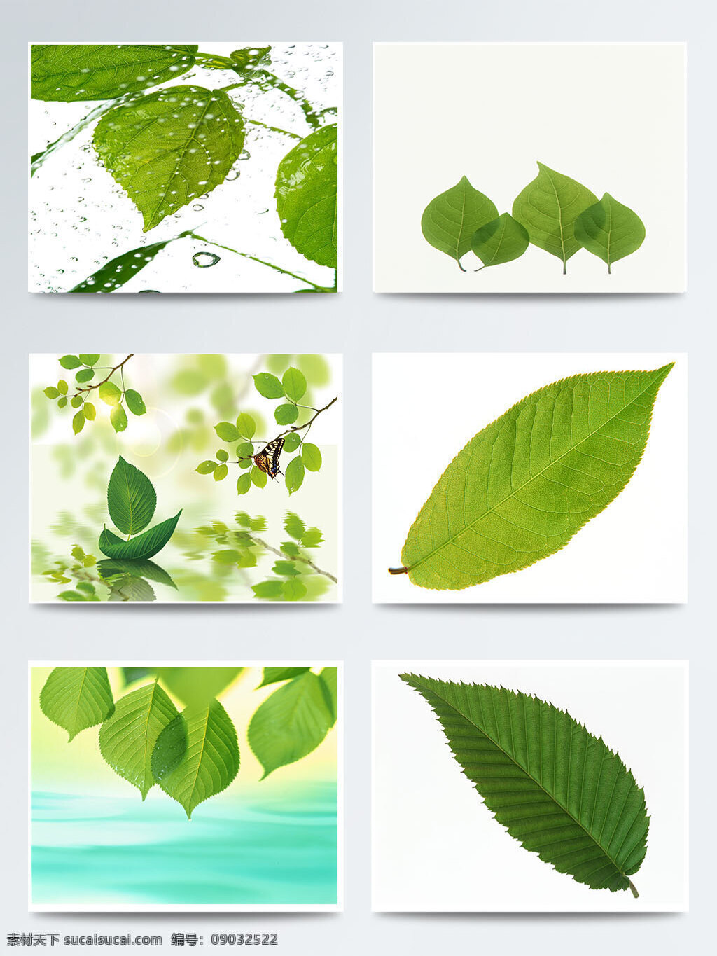 二十四节气 立春 绿色 树叶 元素 图案 24节气 传统 立春节气 绿叶图案 绿叶元素