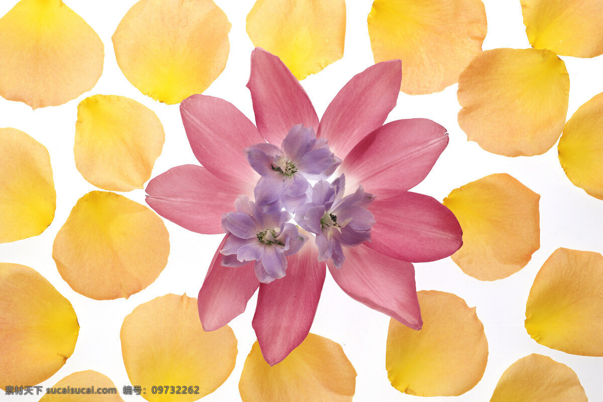 花团锦簇 花瓣 花纹背景 清新 清新自然 时尚 时尚背景 背景图片
