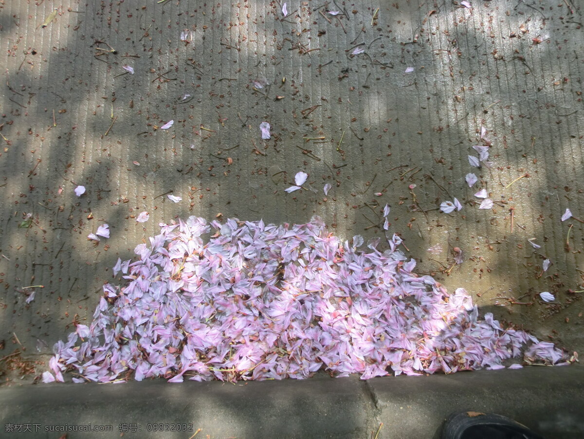 樱花 花瓣 春季 粉红色 花草 花朵 花卉 花类 樱花花瓣 植物 樱花飞舞 花瓣满地 生物世界 psd源文件