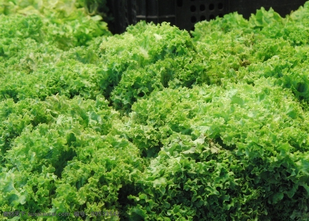 生菜 有机蔬菜 绿色蔬菜 农产品 菜篮子 生物世界 蔬菜