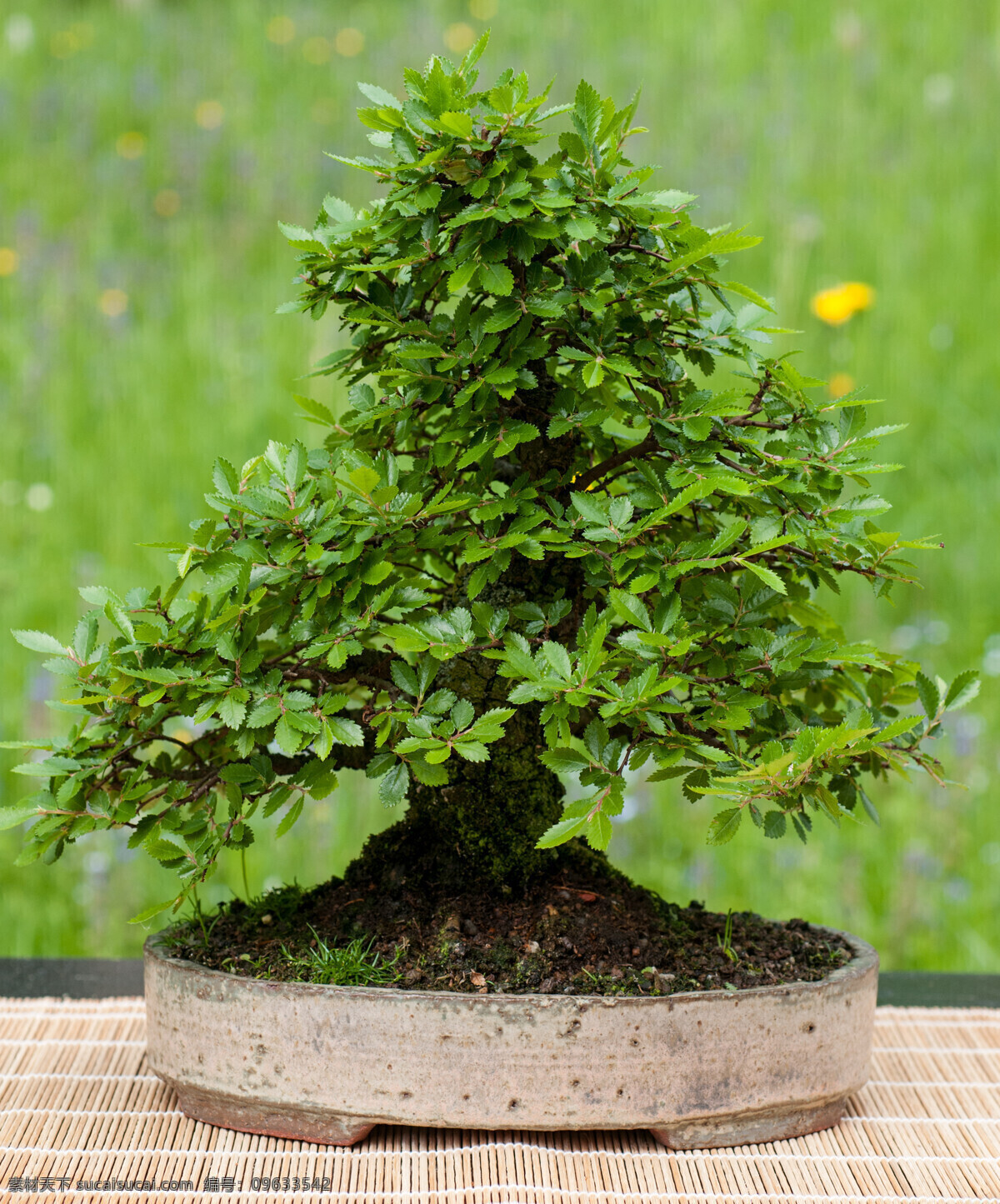 盆 植物 盆栽 嫩绿 叶子 绿叶 树木 松树 盆景 植物盆栽 花草树木 生物世界