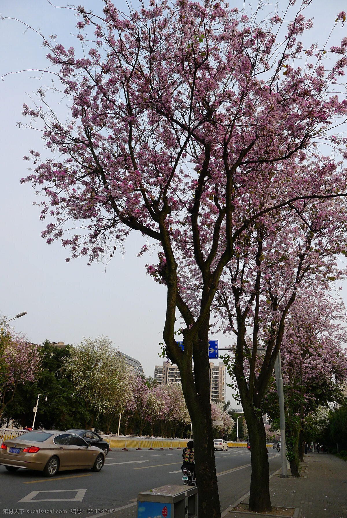 羊蹄甲 工业路 4月羊蹄甲花 花 福州羊蹄甲 西禅寺 国内旅游 旅游摄影