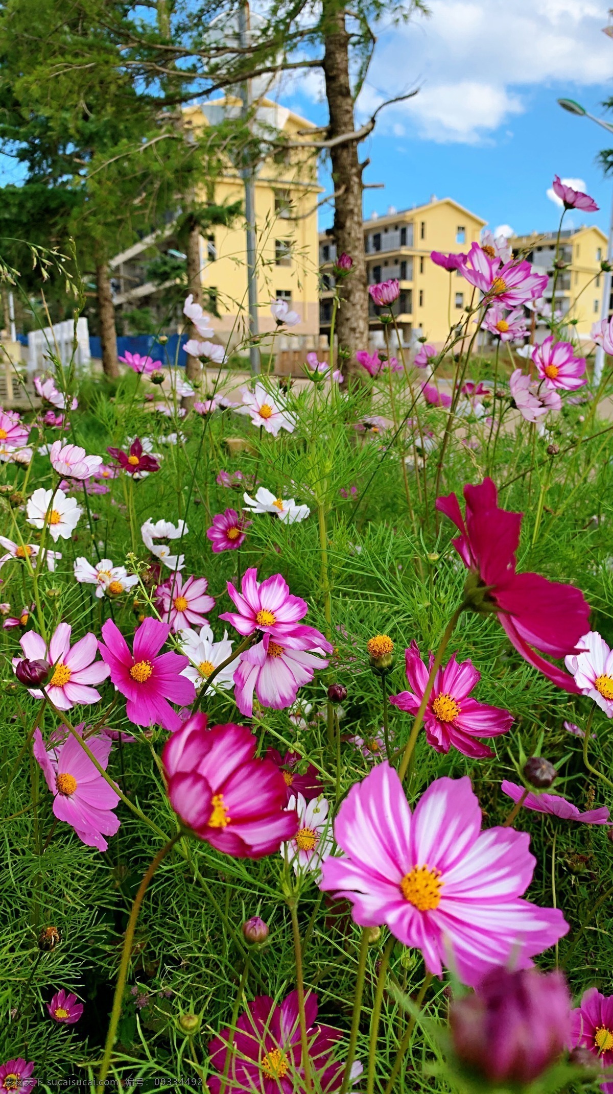 格桑花 房子 花儿 蓝天 白云 旅游摄影 国内旅游