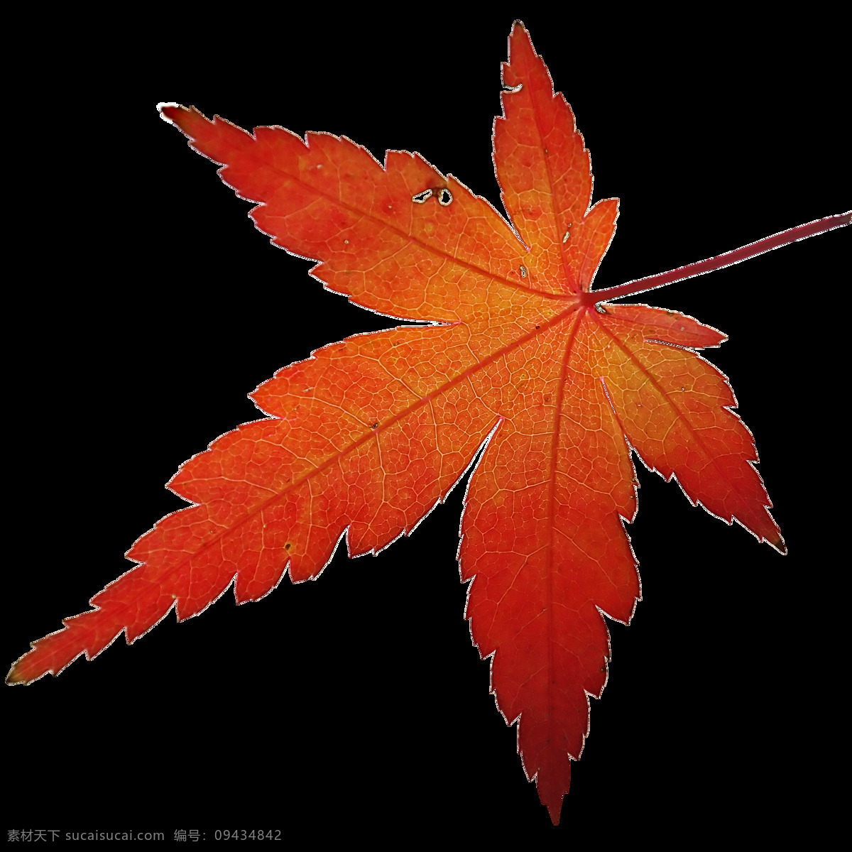 树林 枫叶林 森林 秋天 png抠图 自然景观 自然风光