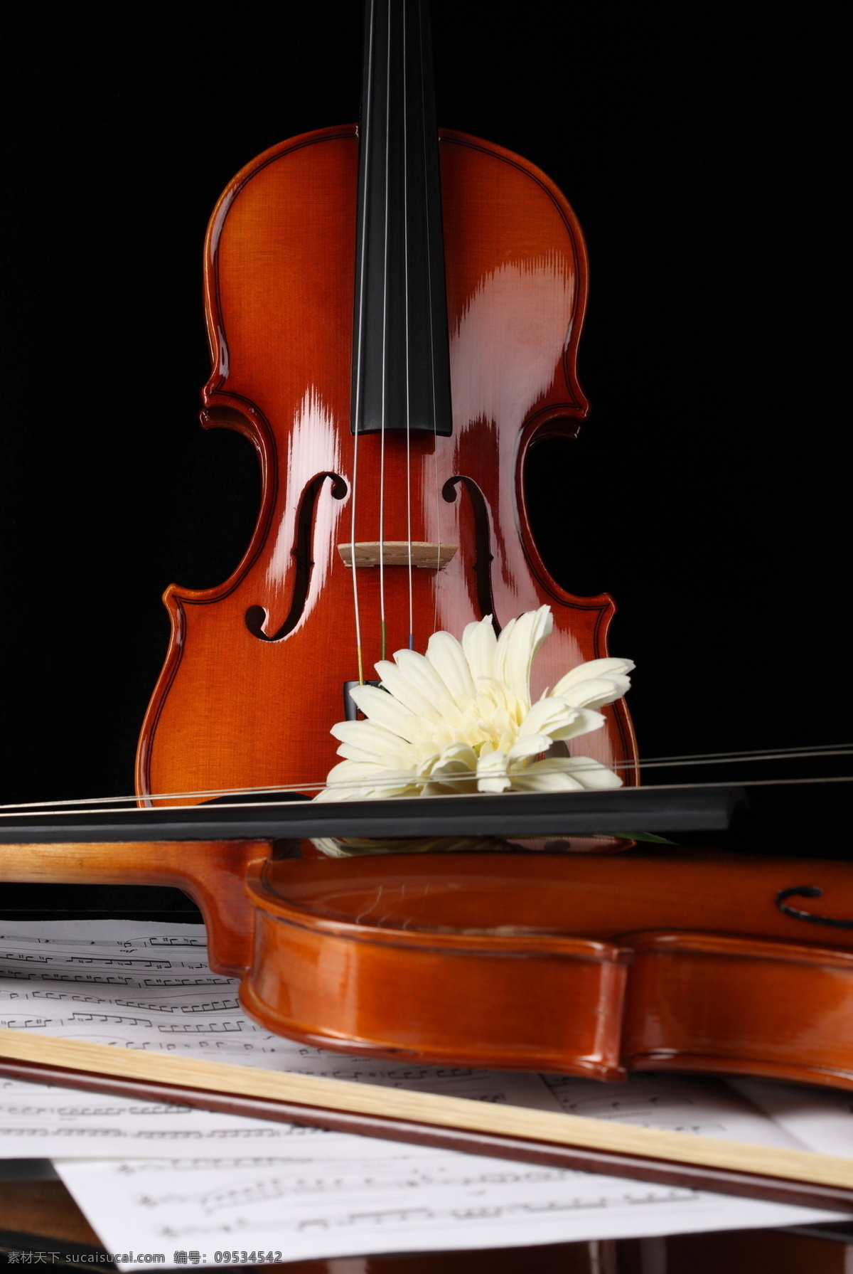 小提琴 鲜花 乐谱 音符 中提琴 文化艺术 音乐 花 影音娱乐 生活百科