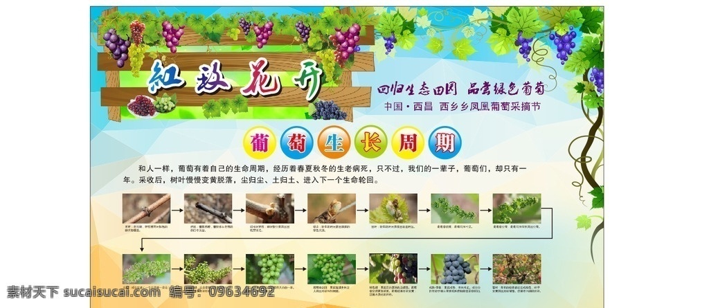 葡萄种植技术 葡萄周期 葡萄 葡萄种 葡萄图 招贴设计