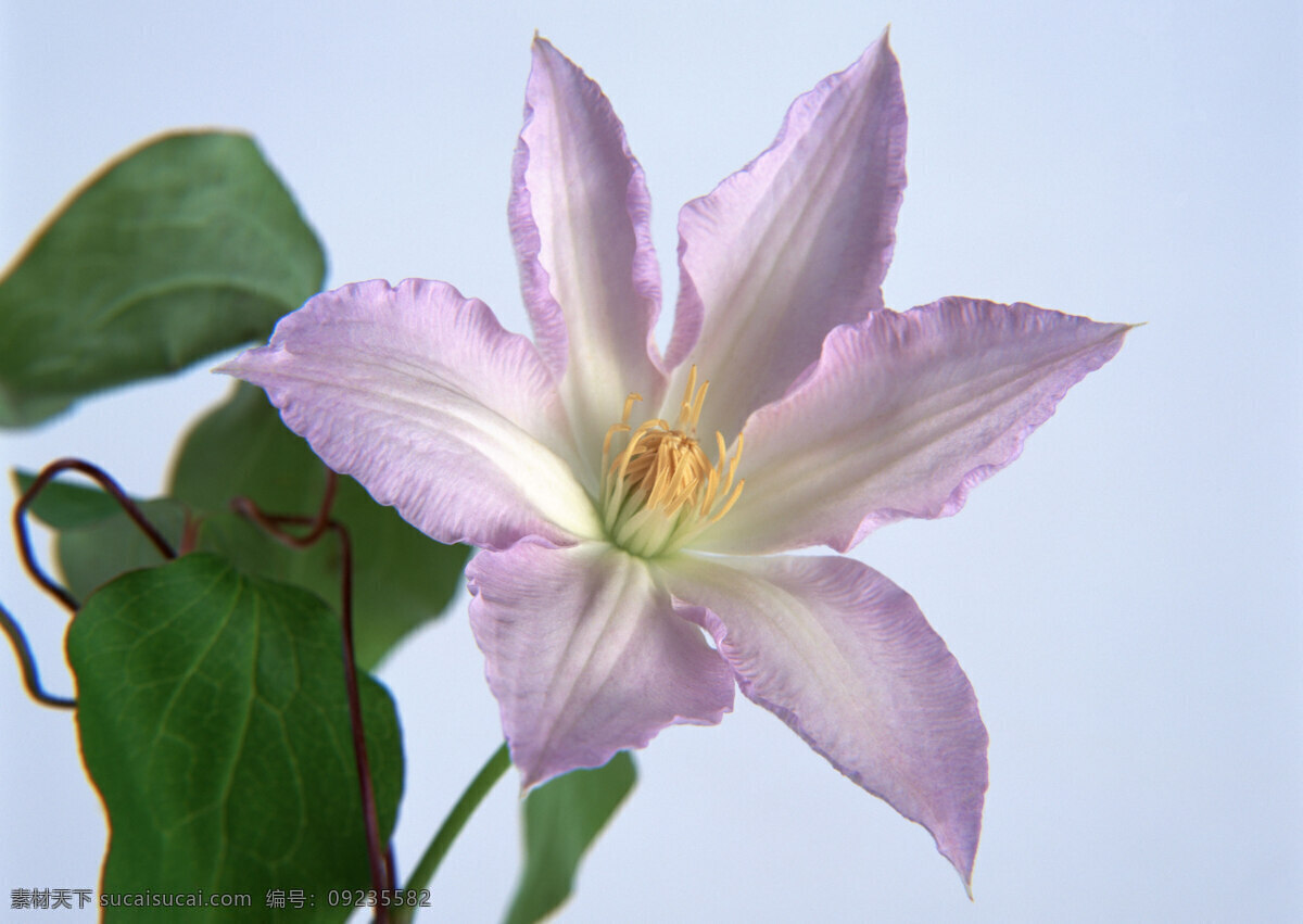 花朵免费下载 花朵 绽放 植物 紫花 生物世界