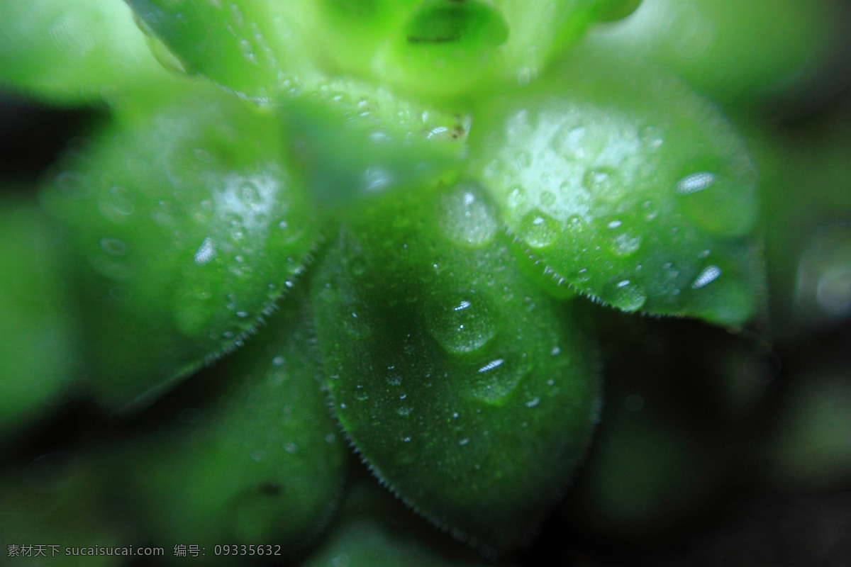 观音 草 春天 花草 生物世界 微距 小草 植物 观音草