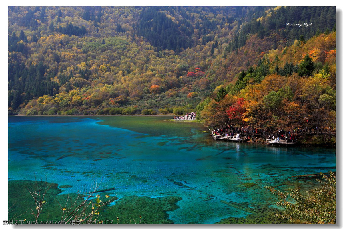 九寨五花海 九寨沟 秋季 五花海 树木 层林尽染 九寨沟风光 自然风景 自然景观