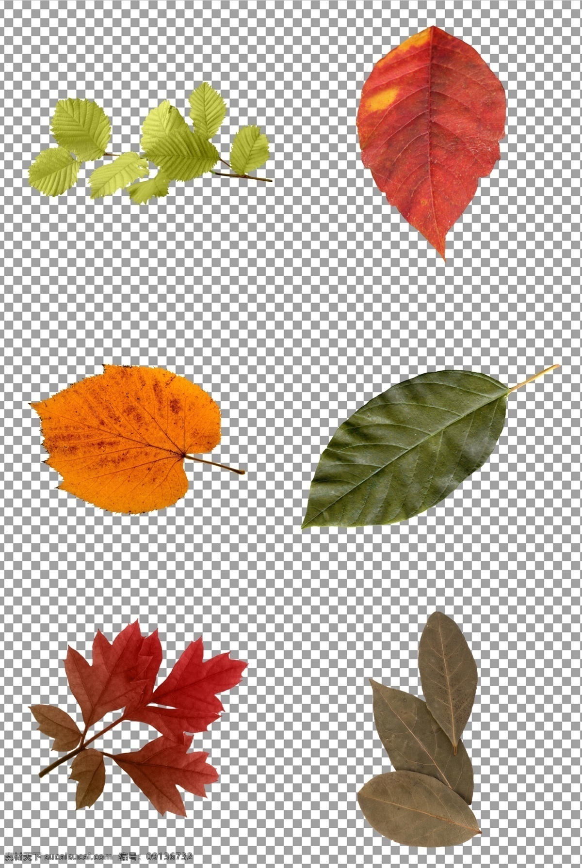 秋天的落叶 秋天 落叶 树叶 枯叶 免抠 无背景 免抠图 抠图 元素 透明 通道 png免抠图 分层