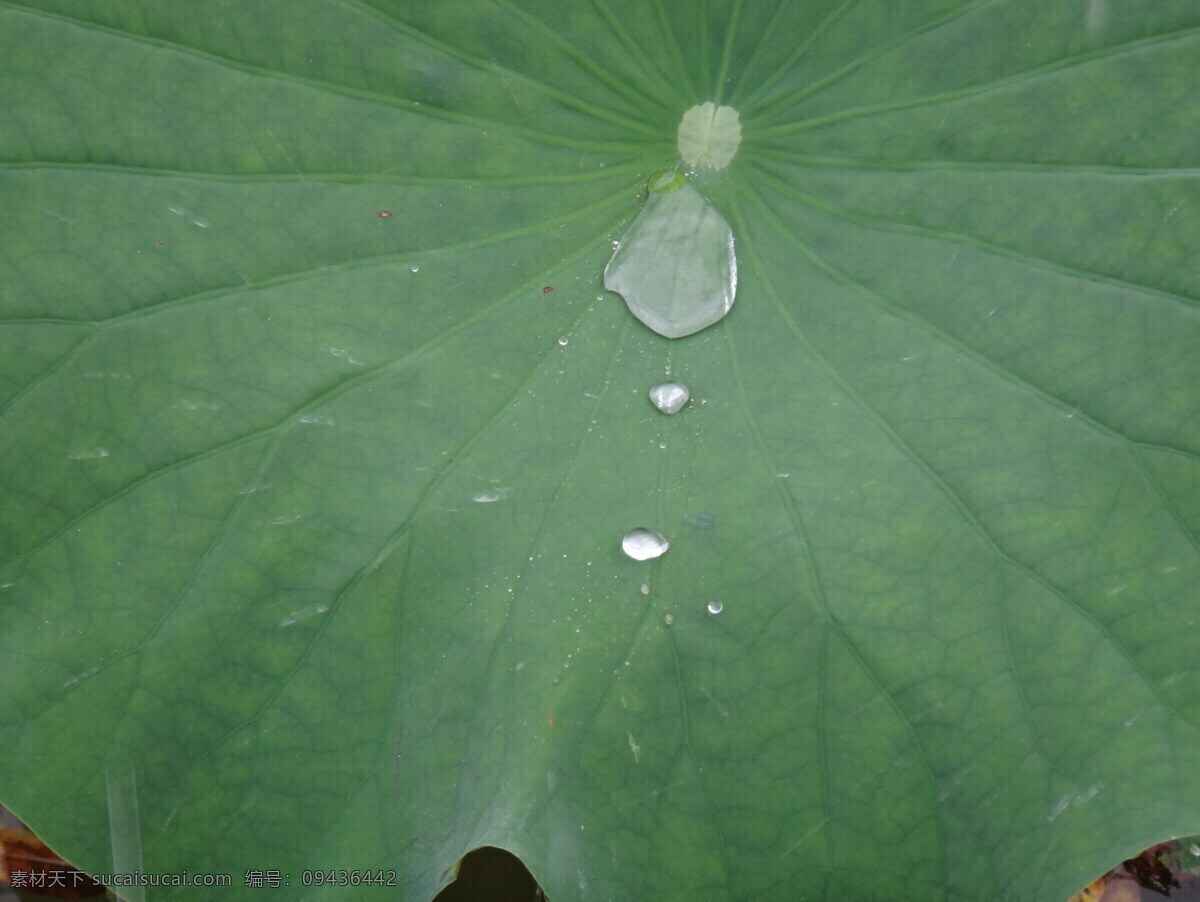 高清图片 荷叶 花草 绿色 生物世界 水滴 水滴效果 自然景观 荷叶水滴 早晨露珠 局部 psd源文件