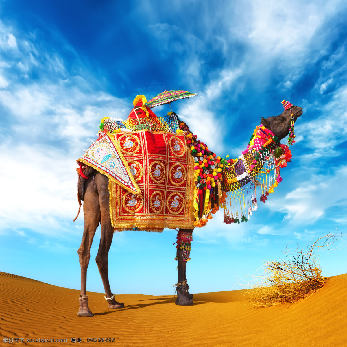 沙漠 上 骆驼 沙漠风景 动物摄影 动物世界 陆地动物 生物世界