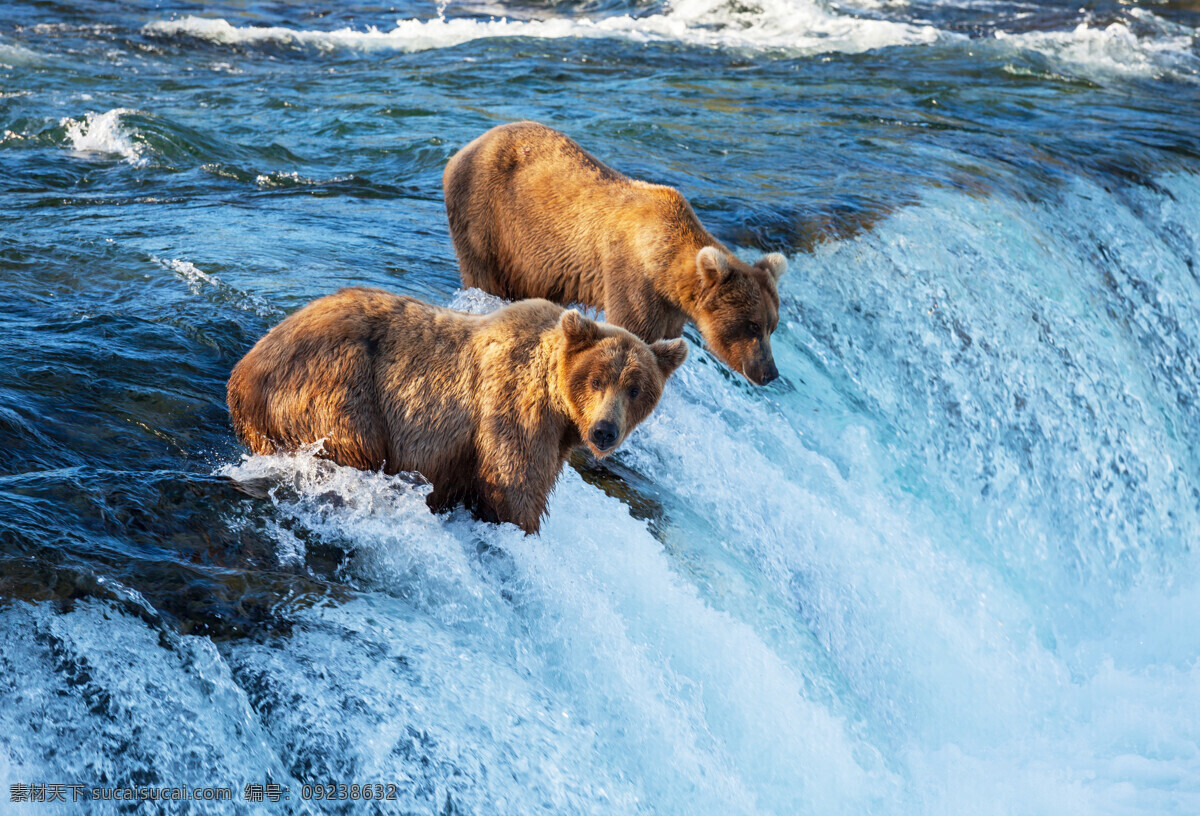河流内的狗熊 河流 瀑布 狗熊 动物 生物 野生动物 陆地动物 生物世界 青色 天蓝色