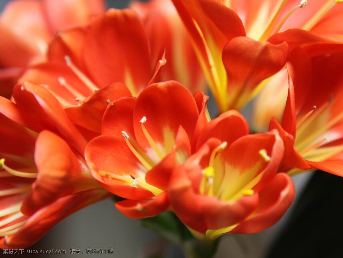 美丽的君子兰 花卉 花朵 花 花草 植物 橘色