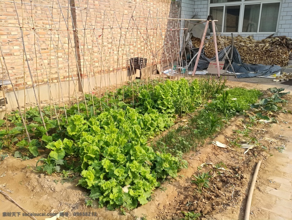 菜地 菜园 蔬菜 小菜 青菜 植物 田地 农业 菜园子 农家地 种植地 小菜园 生活百科 生活素材 旅游摄影 国内旅游