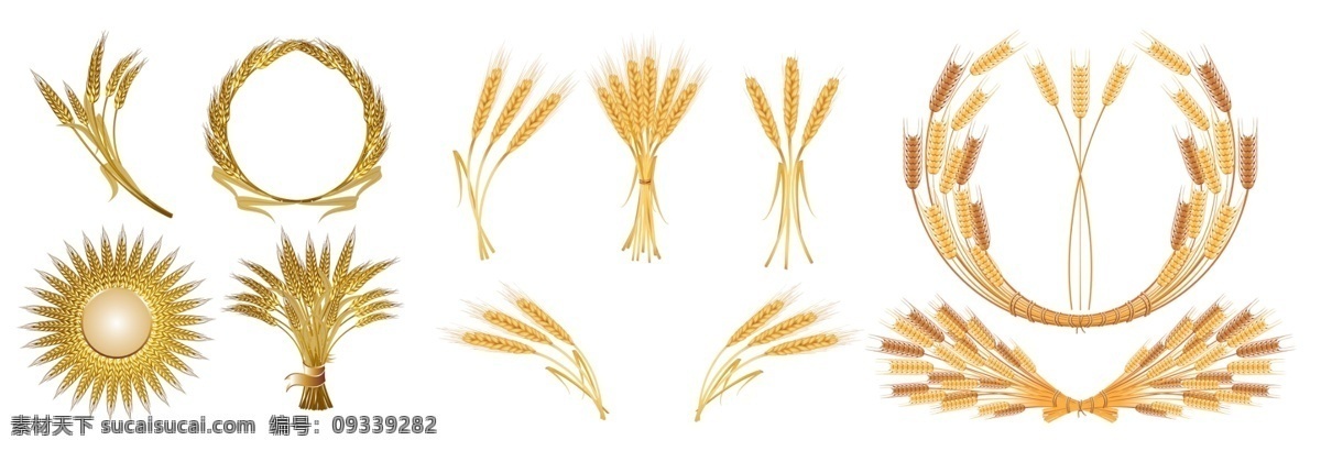 小麦 免 扣 高清 素材图片 小麦png 高清小麦图片 文件 小麦免扣素材 小麦素材 各种 生物世界 花草