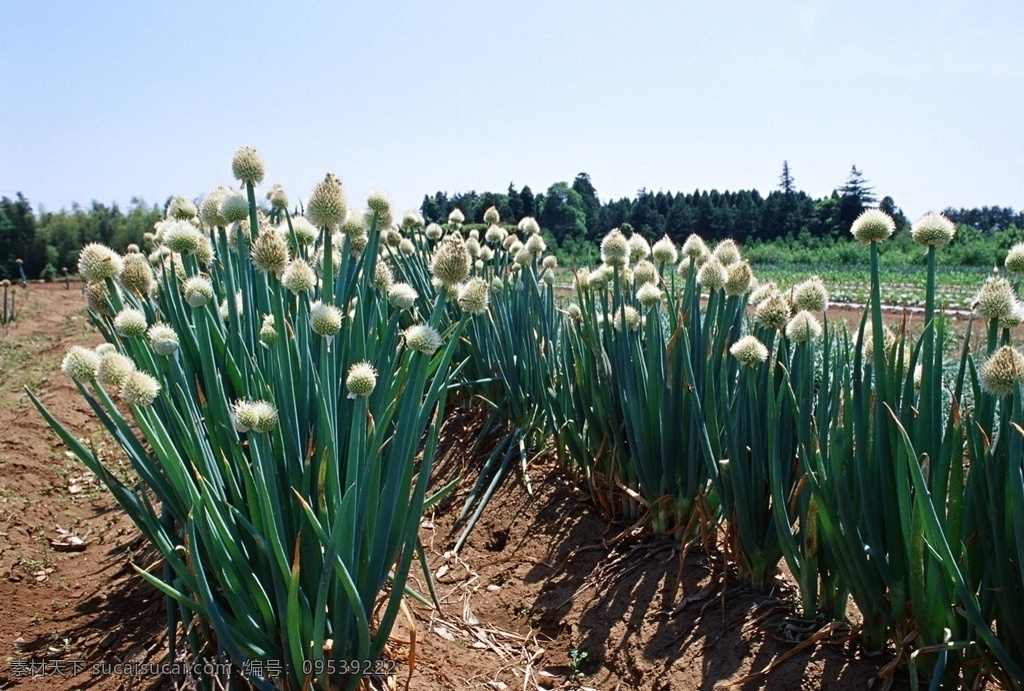 大葱 葱苗 洋葱 蔬菜 庄家 种植 田地 田野 农作物 生物世界 摄影图库