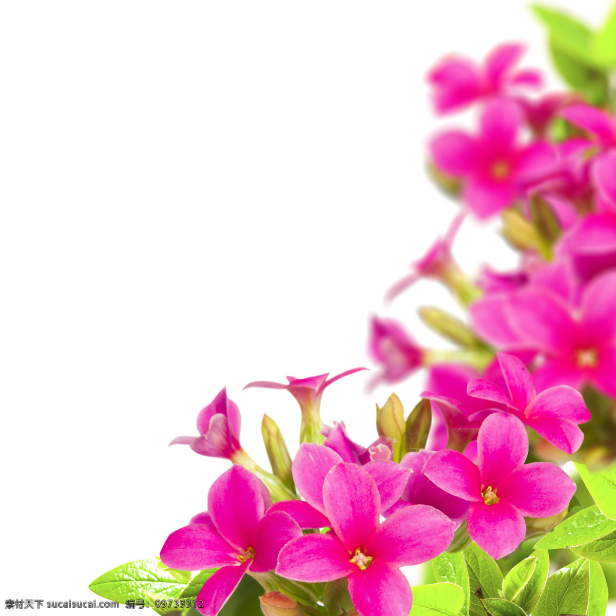 紫红色 小花 边框 背景 紫红色花朵 浪漫背景 温馨背景 鲜花背景 花朵 花卉 美丽鲜花 梦幻背景 花草树木 生物世界