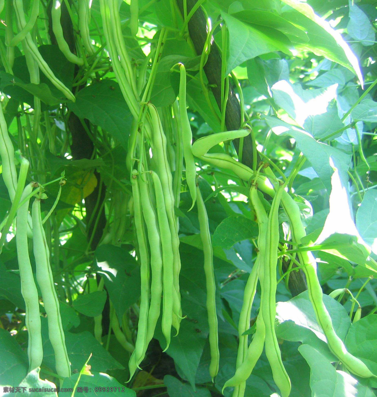 芸豆 农业 农场 种植 菜地 菜园 蔬菜园 蔬菜 大棚 大棚蔬菜 蔬菜管理 蔬菜基地 蔬菜种植 生物世界