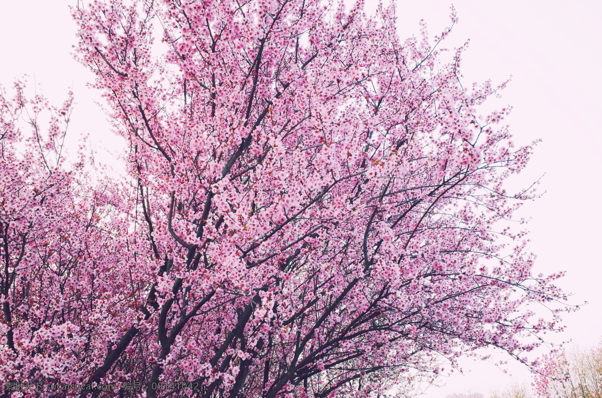 樱花树 樱花林 樱花 植物 风景 自然风景 花 桃花 桃花林 桃花源 花瓣 个人作品 自然景观 田园风光
