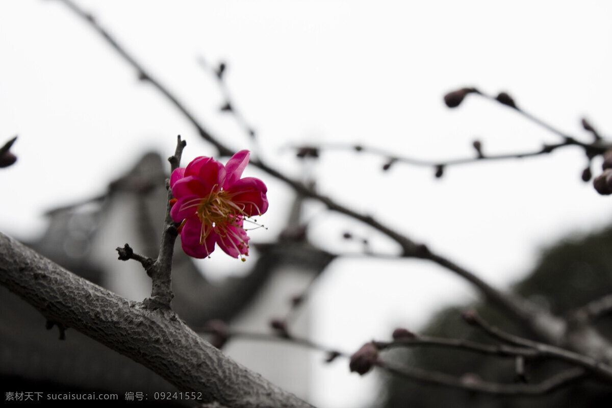 古镇腊梅 腊梅 梅花 腊梅花 枝头腊梅 雪里花 外景 树木树叶 生物世界