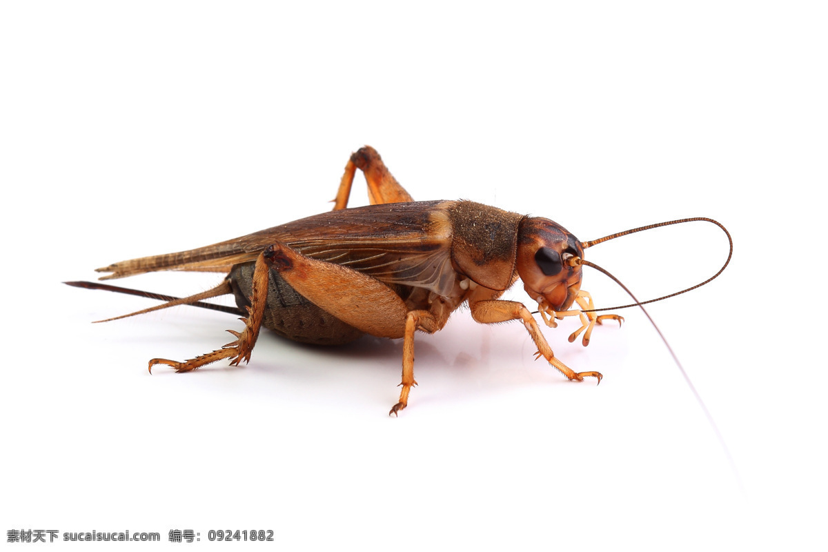 各种 昆虫 动物 高清 昆虫世界 生物世界 蚂蚱 蝗虫 害虫 蜜蜂 天牛 千牛 高清图片 蟑螂 小强 小蜜蜂 黄蜂 昆虫素材 动物世界 飞虫 甲壳虫 白色