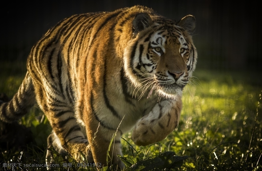 凶猛的老虎 老虎 猛虎 百兽之王 猛兽 动物世界 猛虎下山 动物园 生物世界 野生动物