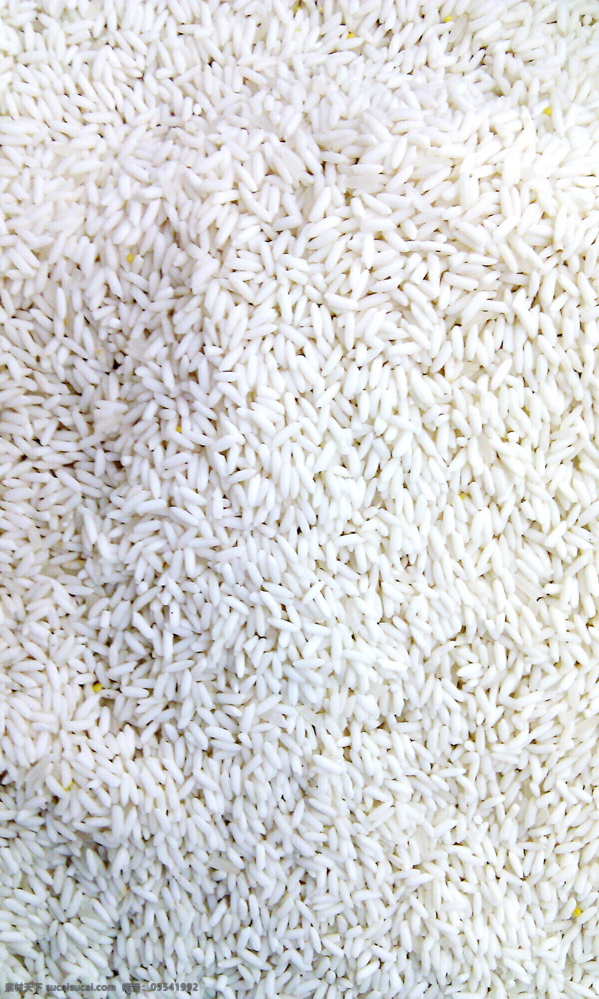 糯米 大米 稻米 米 散装米 蔬菜 生物世界 白色