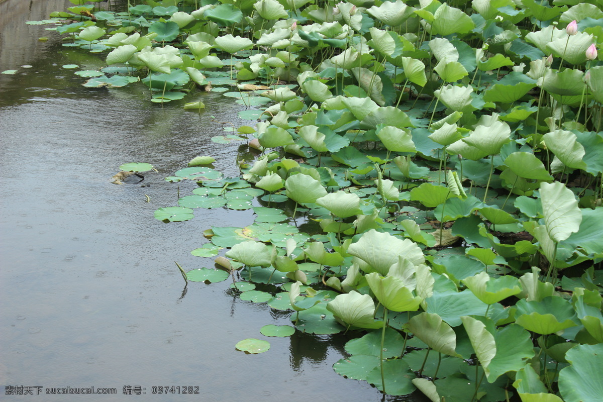 雨 中 荷塘 荷叶 水滴 唯美 小清新 自然风景 雨中荷塘 自然景观 psd源文件
