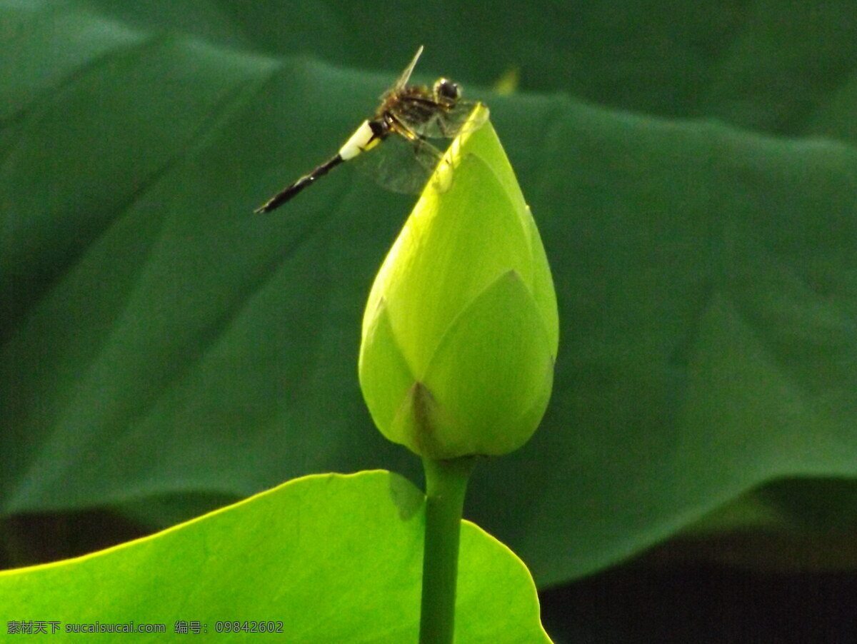 花苞 荷花 花蕾 昆虫 蜻蜓 生物世界 夏日