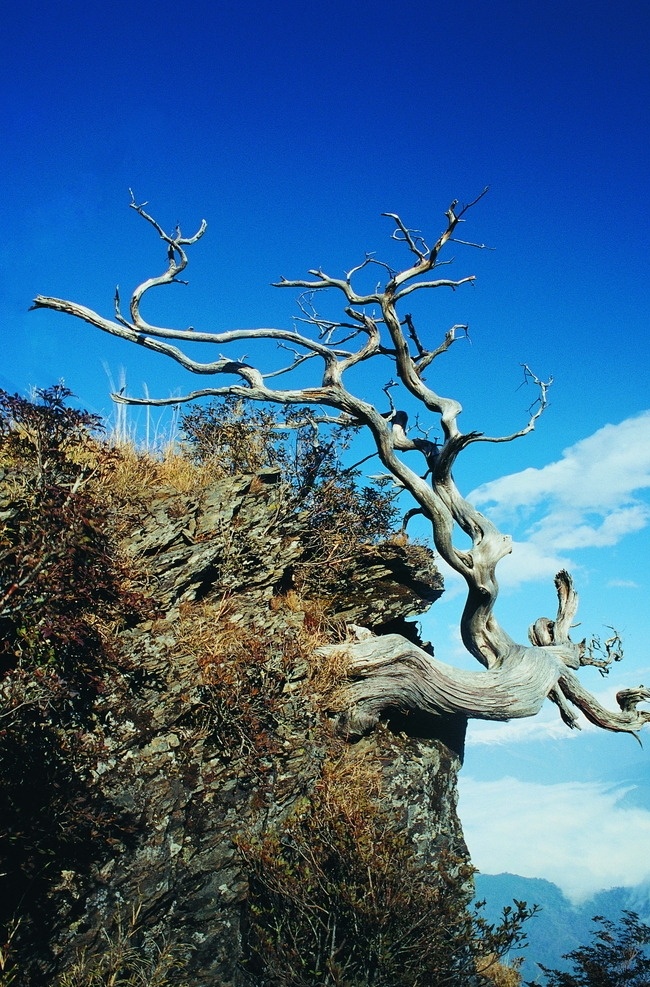奇怪树木 奇树 树干 枯树 哭死的树 奇形树 鹿角形树 造型树干 造型树 奇异树干 奇异 悬崖枯树 神奇的树 神奇 神奇树木 大自然 自然景观 自然风景