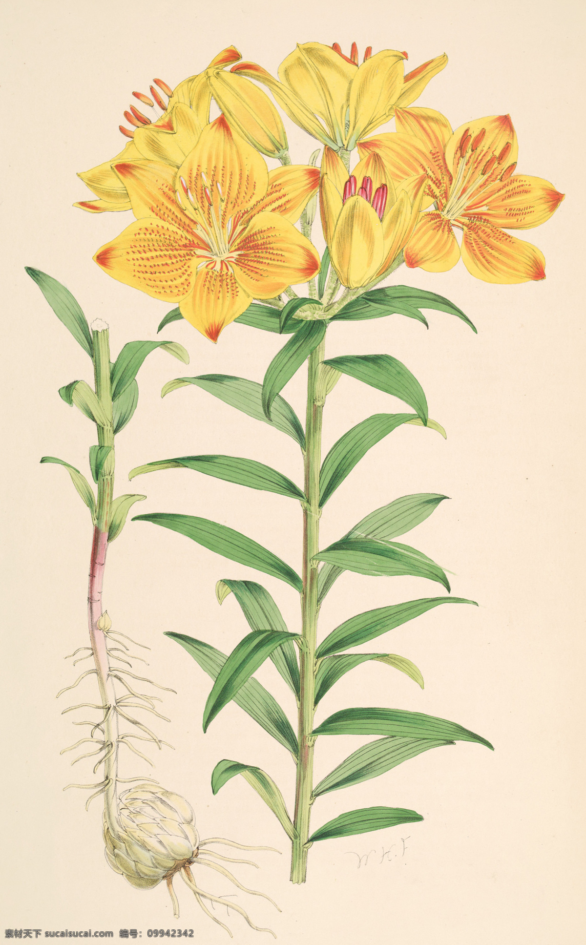 工笔兰花 手绘花朵 手绘兰花 兰花插画 植物 自然 生物 手绘花鸟 植物果实插画 兰花 插画 插图 彩色兰花图 唯美鲜花 漂亮 鲜花 装饰画 欧式 花卉 传统艺术 艺术 花朵 花鸟画 手绘花鸟画 中国画 古典复古 写意画 电脑画 风景画 植物果实 生物世界 花草