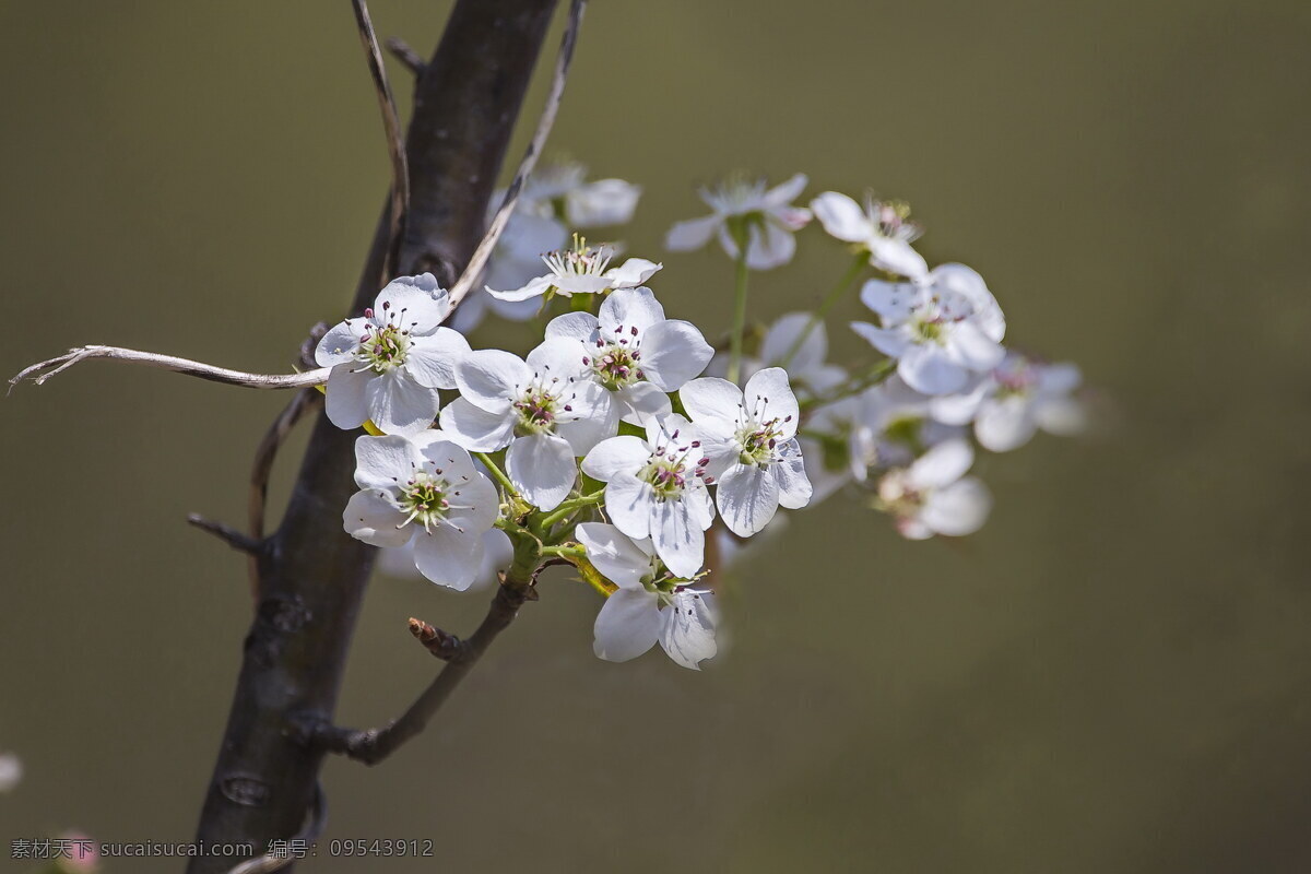 白色 梨花 花卉 花束 花 果实 果花