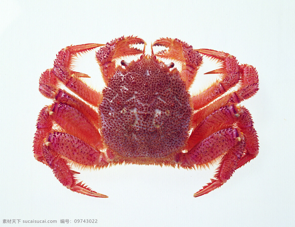 全球 首席 大百科 海鲜 螃蟹 乌贼 鱼 章鱼 牡蛎 蛤蜊 生物世界