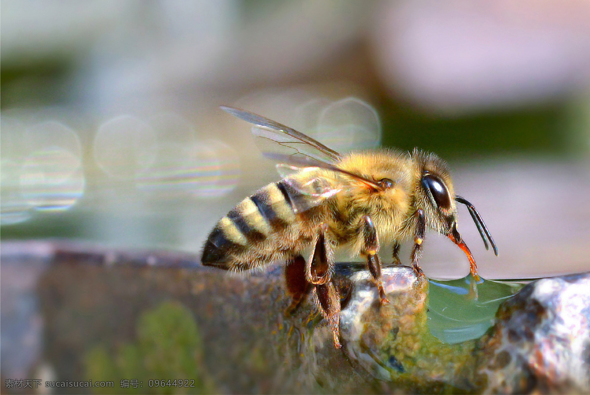 蜜蜂喝水 蜜蜂 特写 近景 停留 翅膀 喝水 风景 生活百科 生活素材