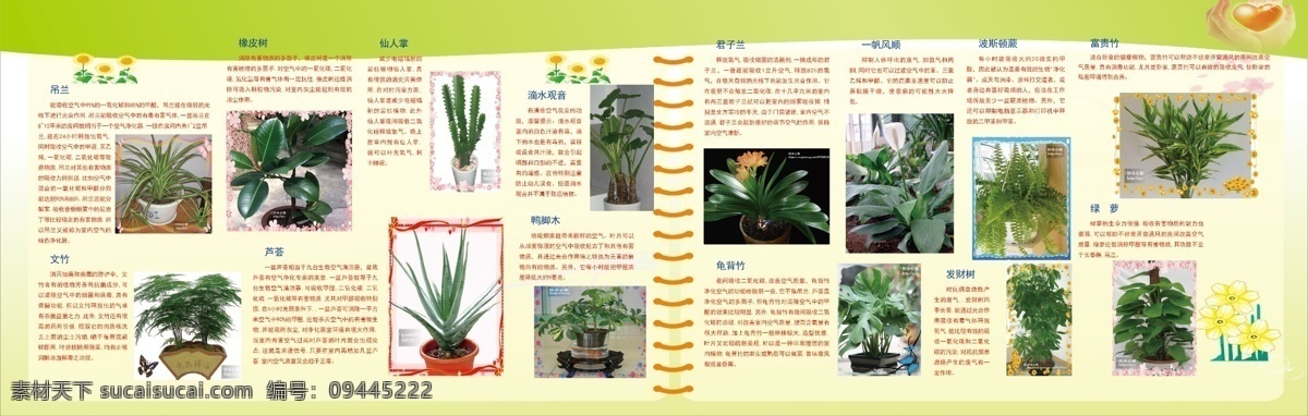 吊兰 发财树 富贵竹 广告设计模板 花草 君子兰 芦荟 绿 花草特性展板 文竹 橡皮树 仙人掌 滴水观音 鸭脚木 龟背竹 一帆风顺 波斯顿蕨 萝 展板模板 源文件 其他展板设计
