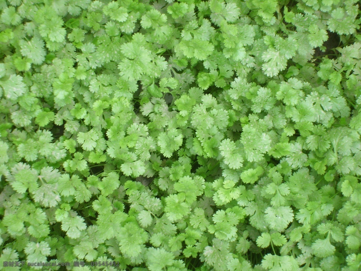 芫荽幼苗 芫荽 幼苗 一簇 嫩绿色 蔬菜 生物世界