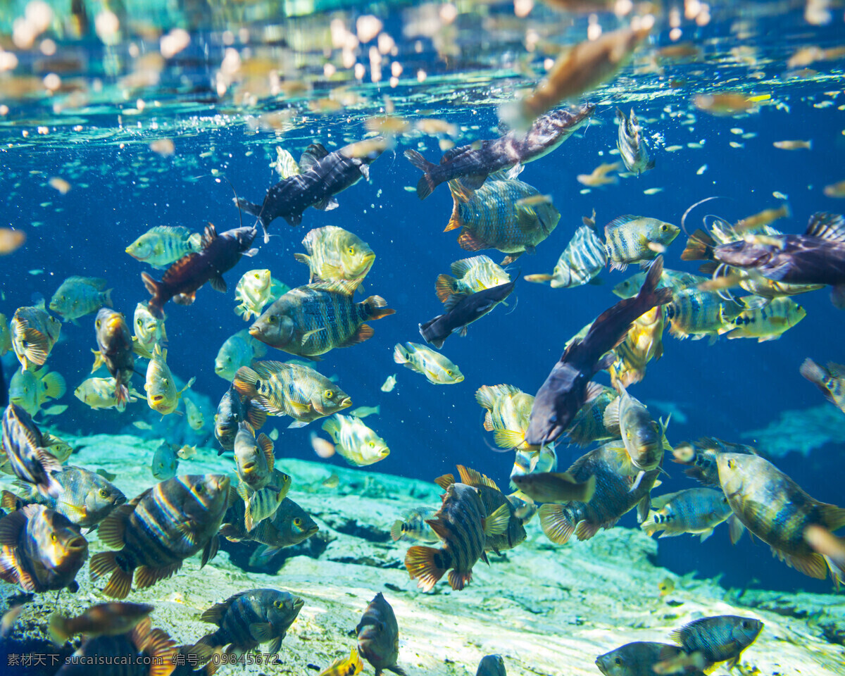 海底 鱼群 海底世界 鱼类动物 海洋生物 生物动物 水生物 大海图片 风景图片