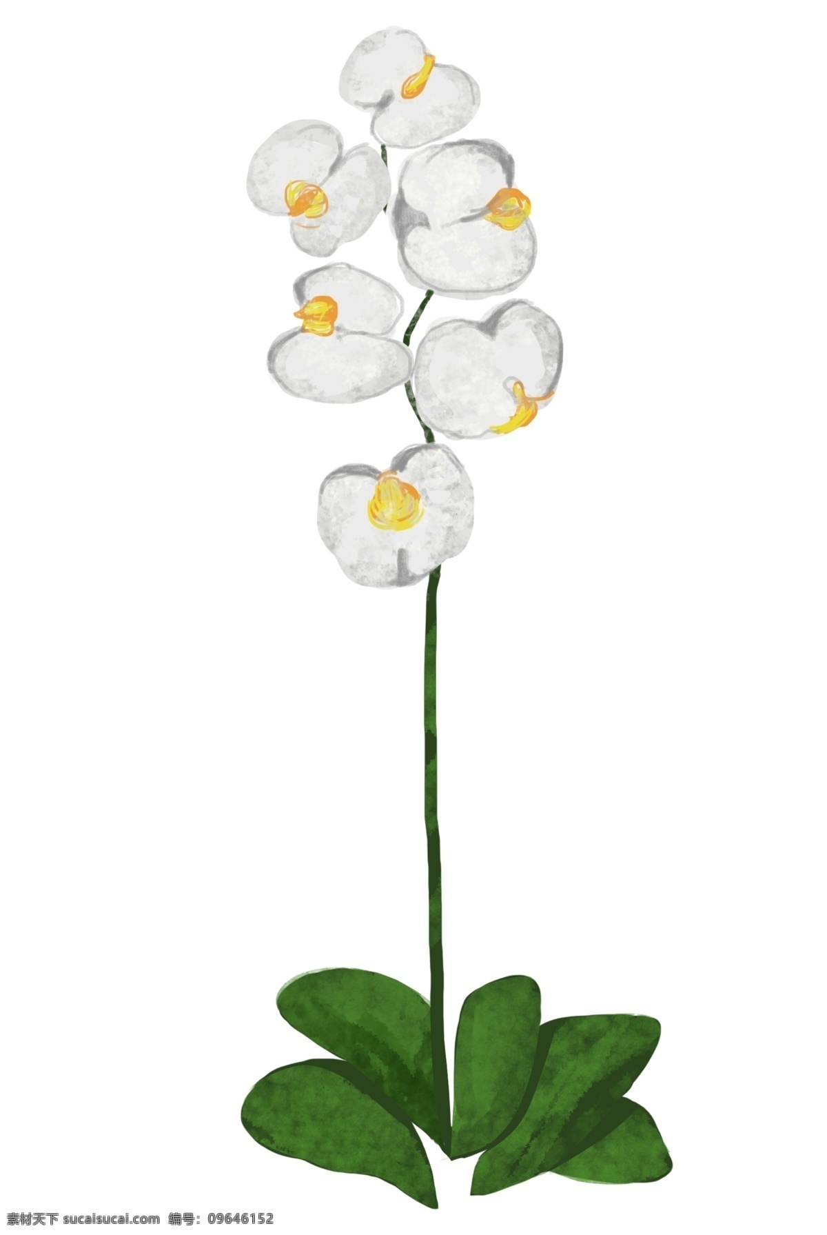 花朵 植物 卡通 插画 花朵的插画 卡通插画 植物插画 漂亮的花朵 白色的花朵 好看的花朵 绽放的花朵