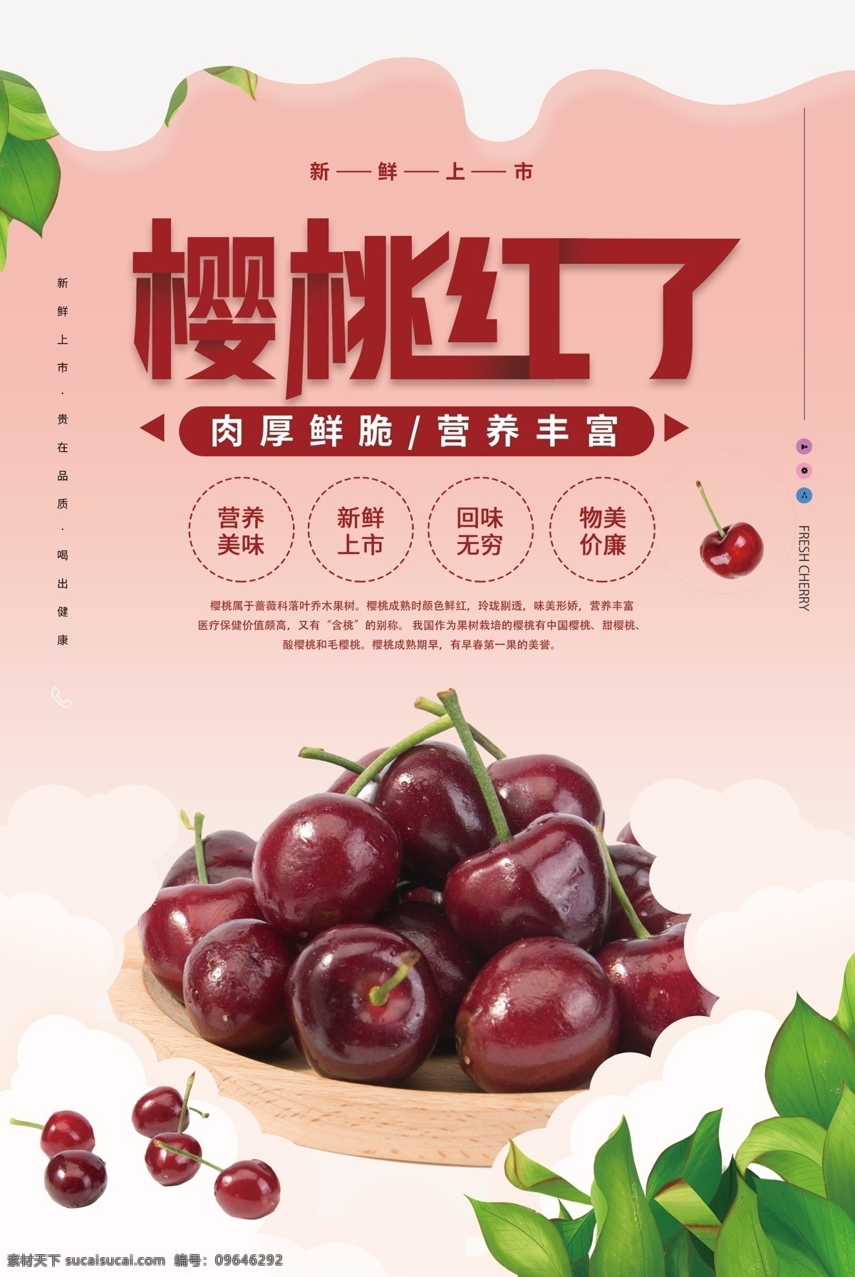 车厘子 樱桃展板 樱桃文化 樱桃素材 樱桃挂画 水果樱桃 樱桃水果 樱桃批发 摘樱桃 批发樱桃 樱桃专卖 樱桃基地 樱桃挂图 樱桃采摘 美味樱桃 吃樱桃 种植樱桃 樱桃熟了 樱桃树 樱桃园 樱桃果园 新鲜樱桃 樱桃特写 樱桃画册 樱桃产地