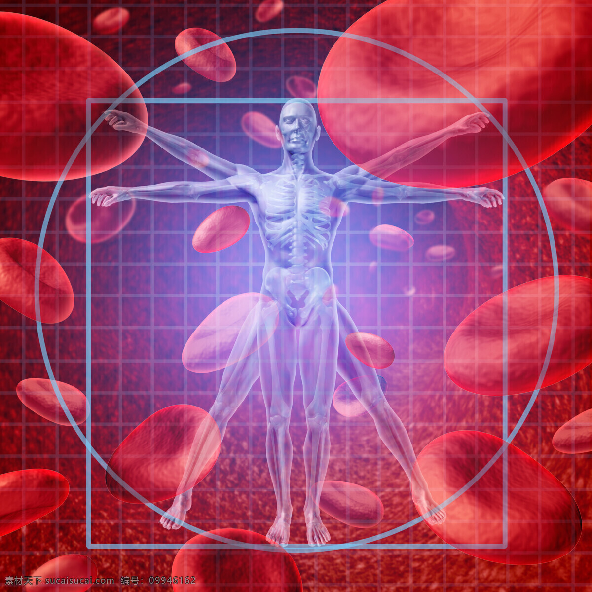 人体 模型 红细胞 血液 人体模型 人体结构 人体器官 医学 生物 细胞图片 现代科技
